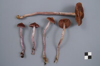 Cortinarius evernius image